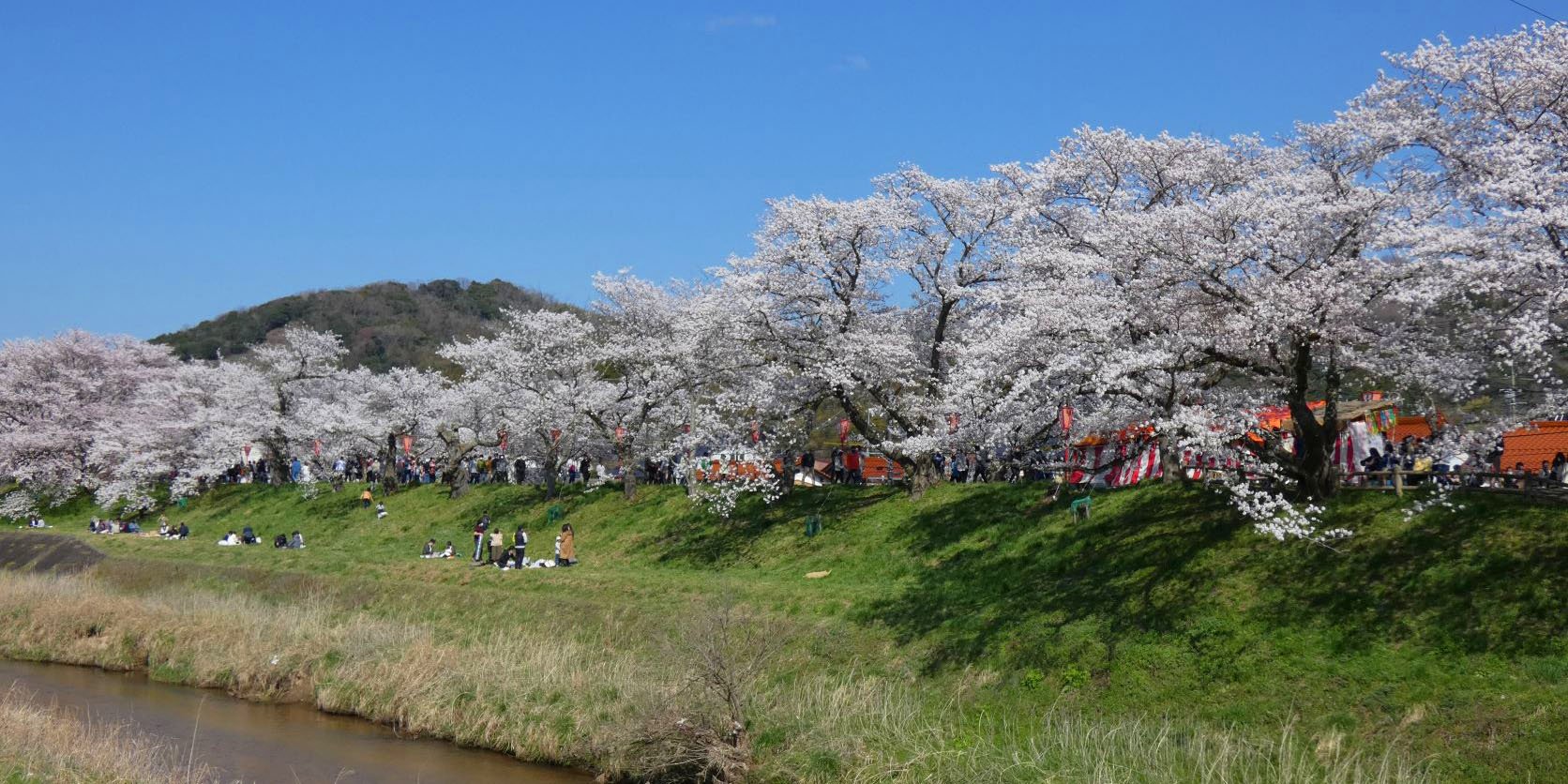 🌸 히이 강 제방 벚나무 가로수길(히이카와테이보우사쿠라나미키) 이미지 4